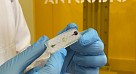 В СГМУ разработали экспресс-анализатор для выявления экотоксикантов в окружающей среде 