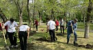 «Сад Памяти» в честь медиков Великой Отечественной войны